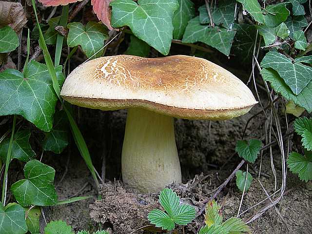 Funghi  e  Habitat